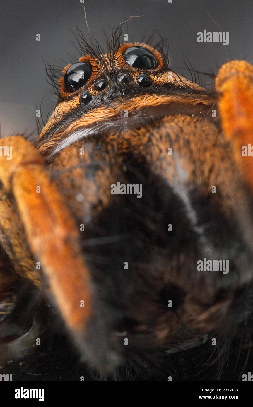 Closeup wolf spider species,Lycosa tarantula Stock Photo