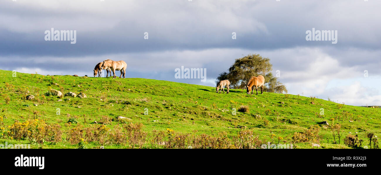 Przewalski wild horses pack graze along safari track in Highland Wildlife Safari Park, Scotland Stock Photo