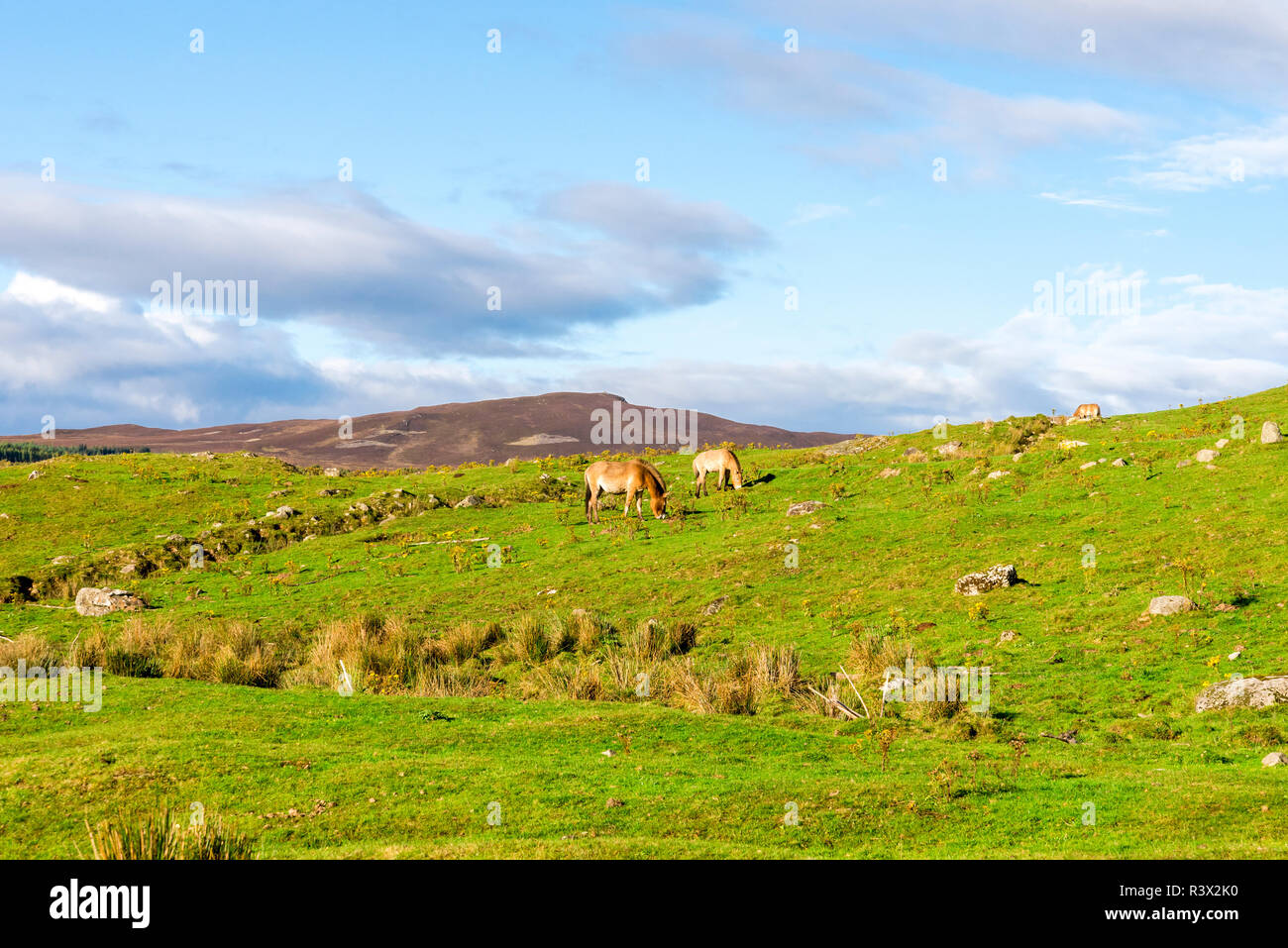 Scottish outdoors and landscape with Przewalski's wild horses grazing and eating grass, Highland Wildlife Safari Park, Scotland Stock Photo