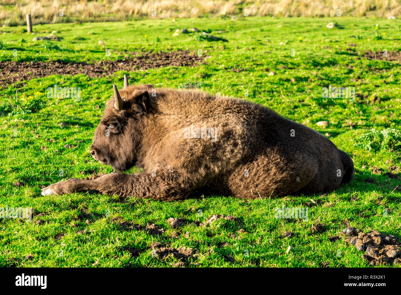European bison lying down on green grass in a sunny day, Highland Wildlife Safari Park, Scotland Stock Photo
