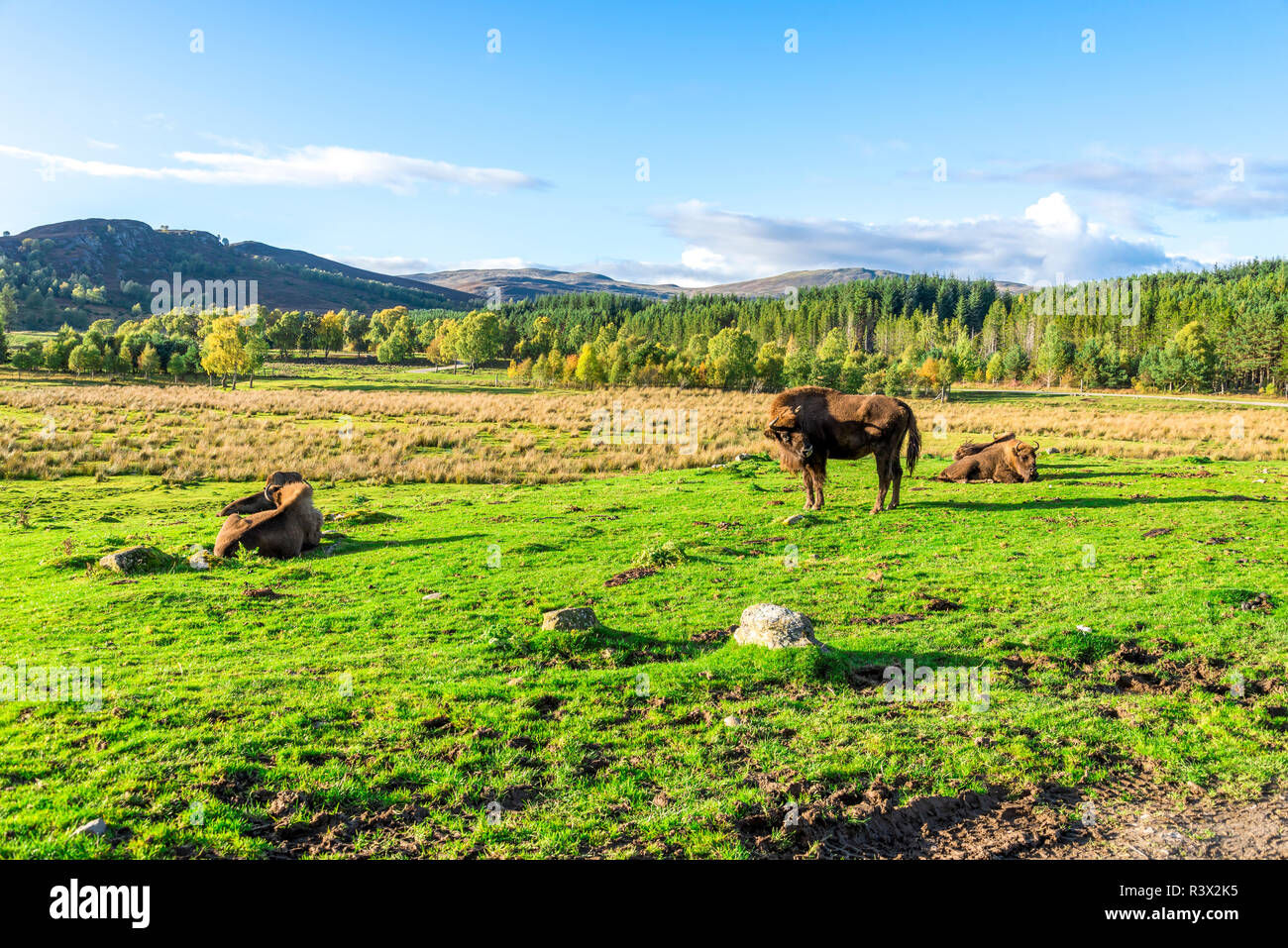 A pack of european bisons and great Scottish highlands outdoors background in a nice sunny day, Highland Wildlife Safari Park Stock Photo