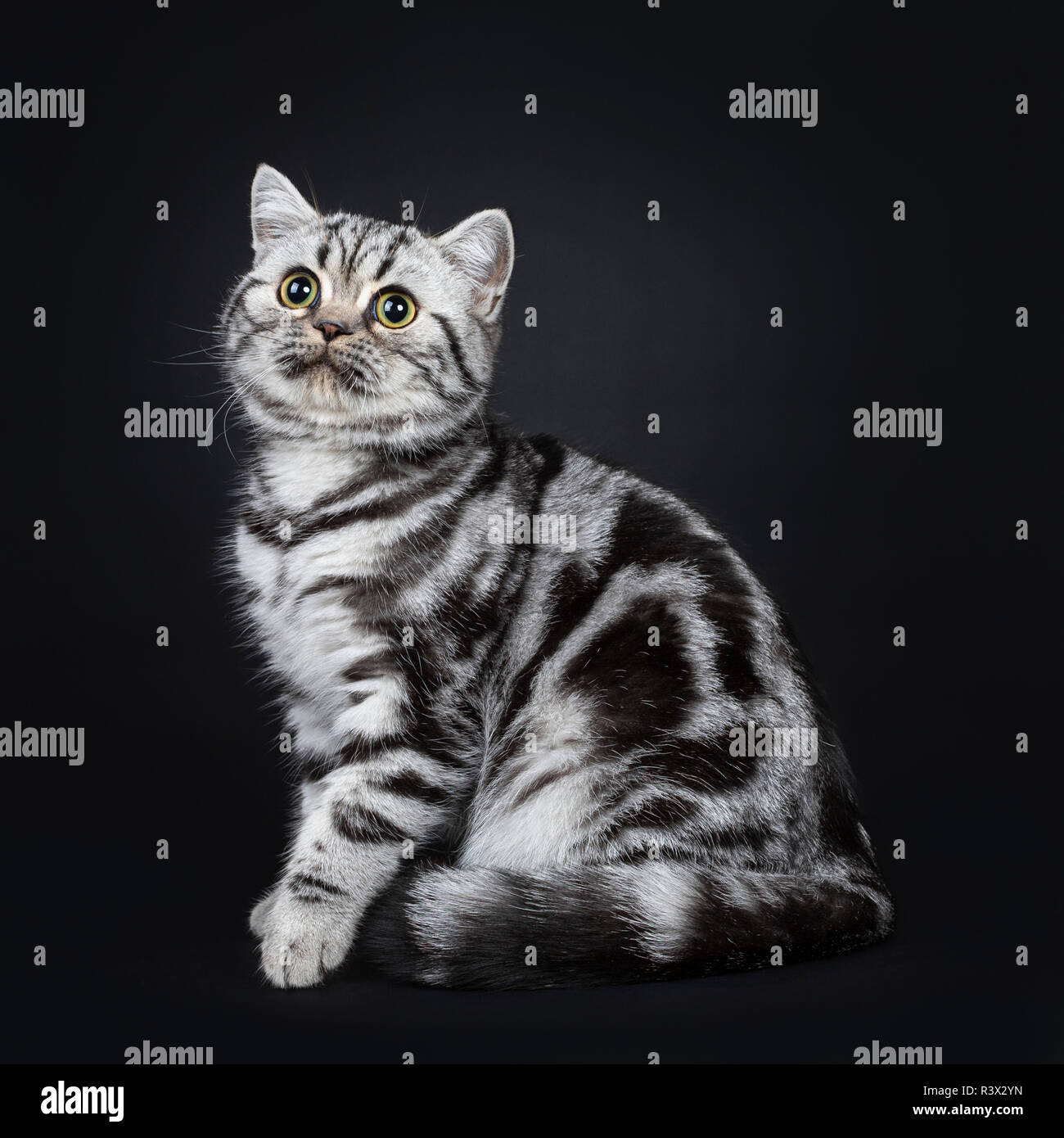 Cute Little Black Silver Blotched British Shorthair Cat Kitten