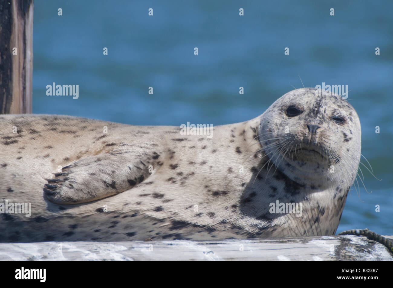 Pacific harbor seal (Phoca vitulina richardii), Sausalito, California, Usa Stock Photo