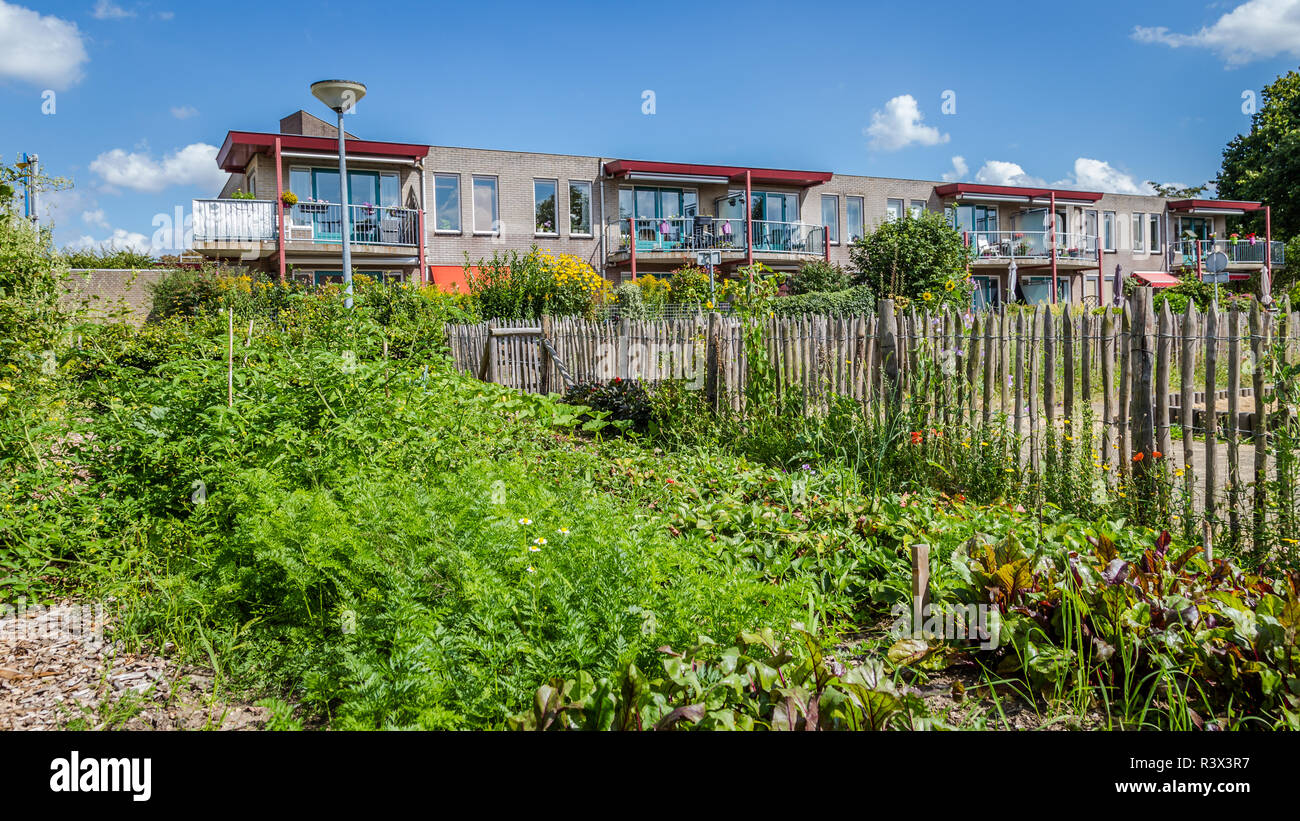 Image showcasing Urban agriculture: a vegetable garden beside an apartment building in ...