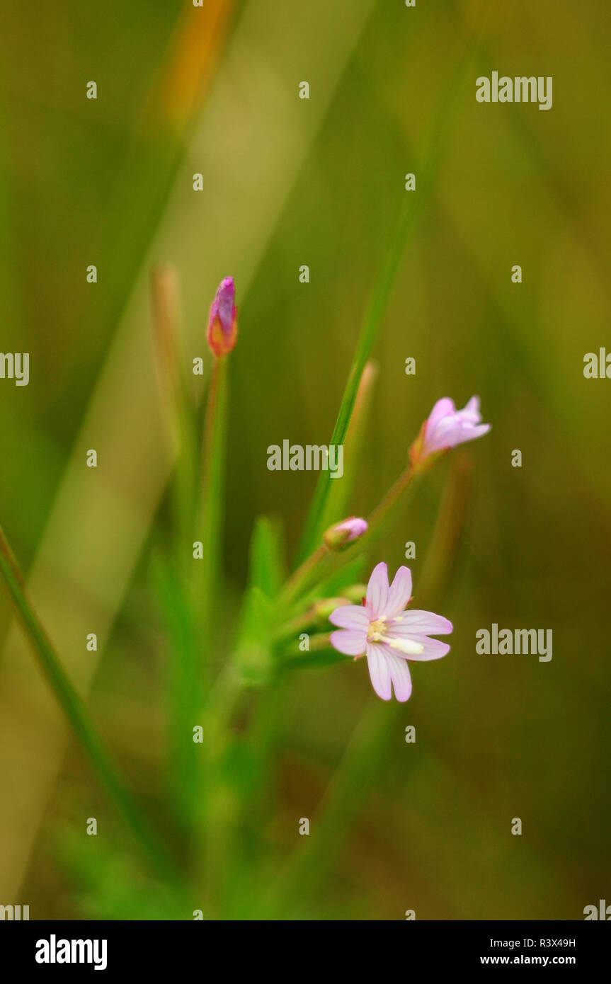 Small pink flowers plants, top view Stock Photo Alamy