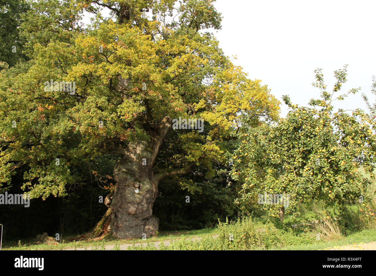 old oak at borlinghausen willebadessen Stock Photo