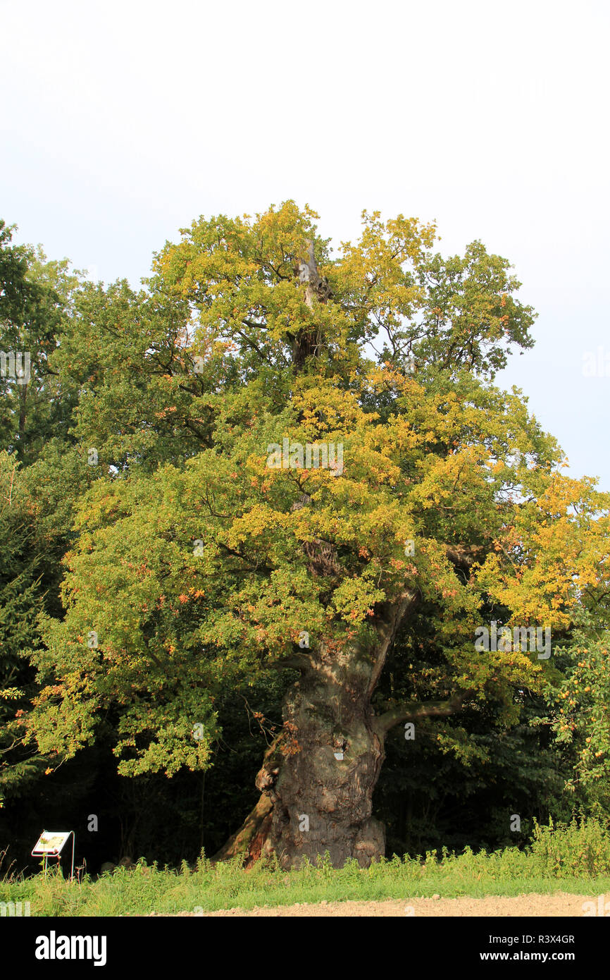 old oak at borlinghausen willebadessen Stock Photo