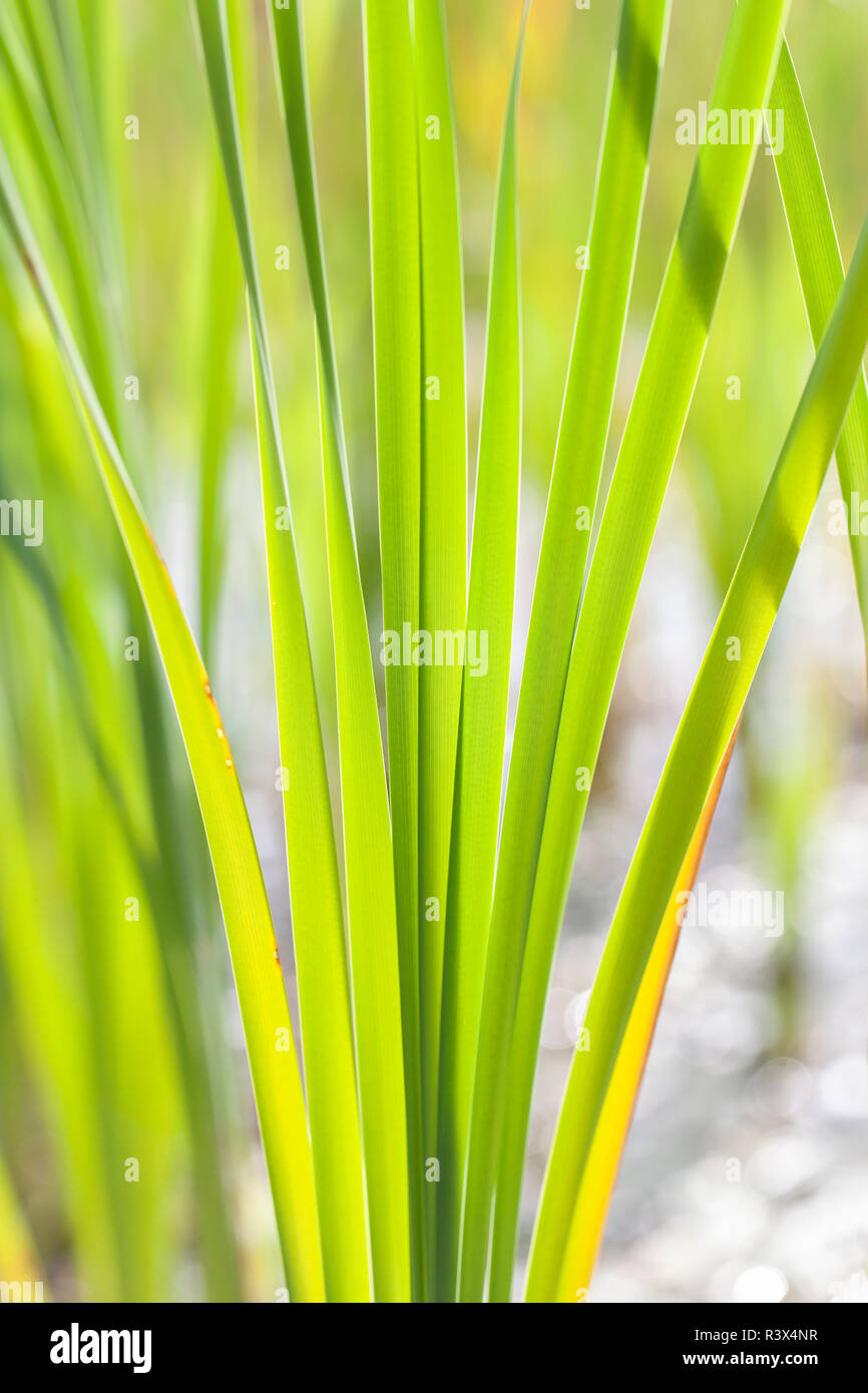 reed leaves Stock Photo Alamy