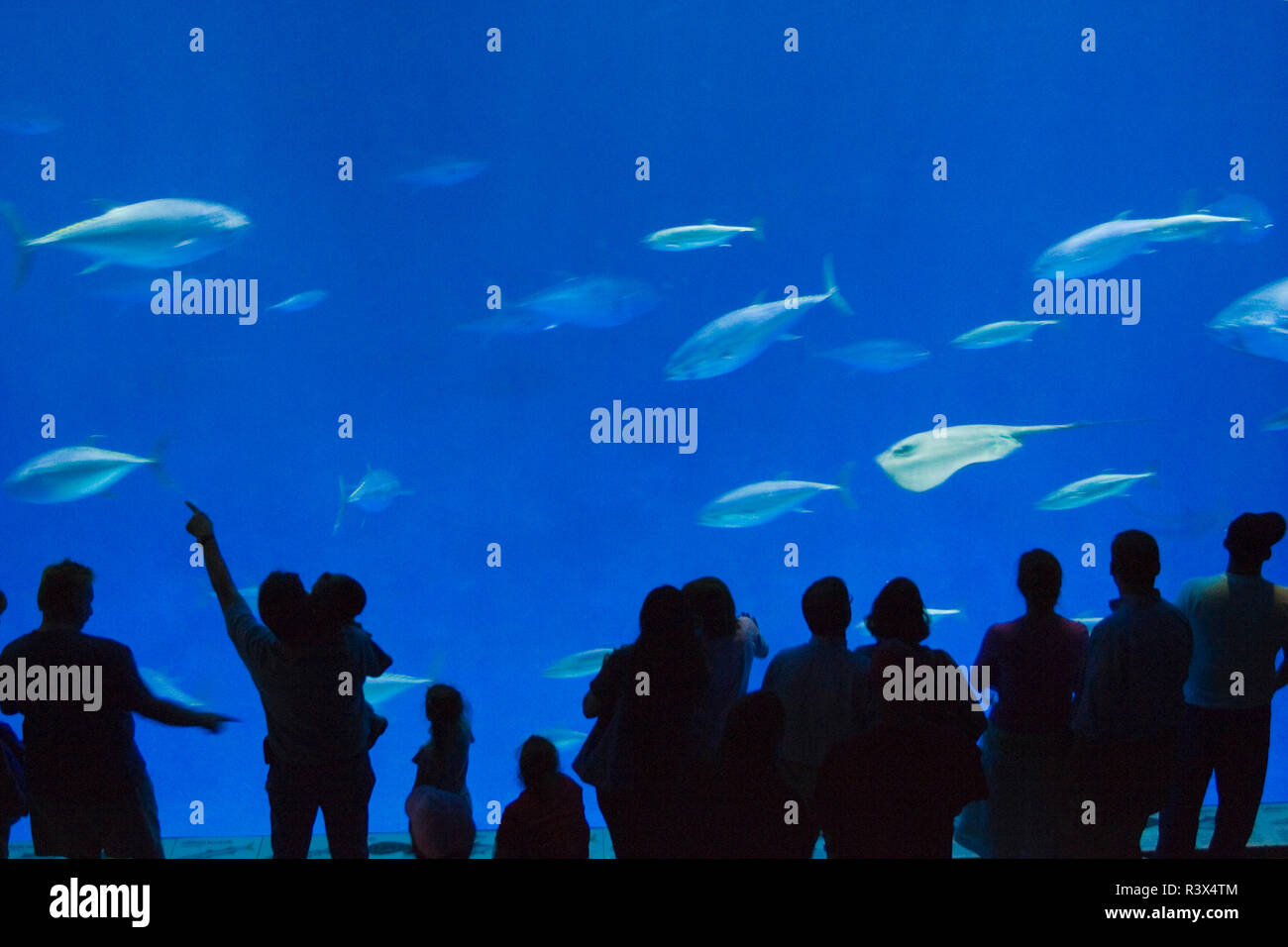 Large Saltwater Tank, Monterey Bay Aquarium, Monterey, California, USA