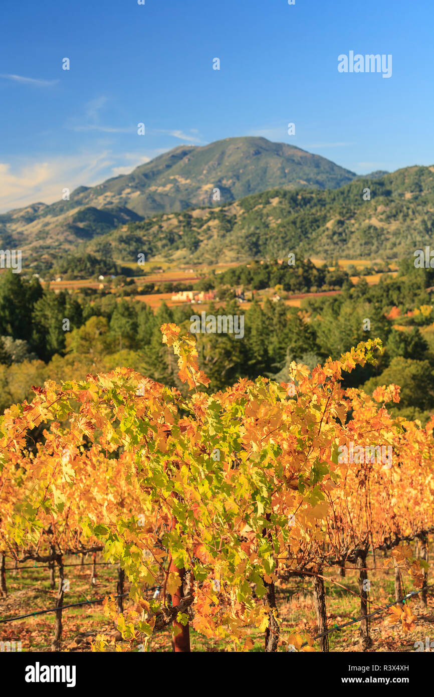 Castello di Amorosa Winery, Fall Grapes, Napa, Central California, USA Stock Photo