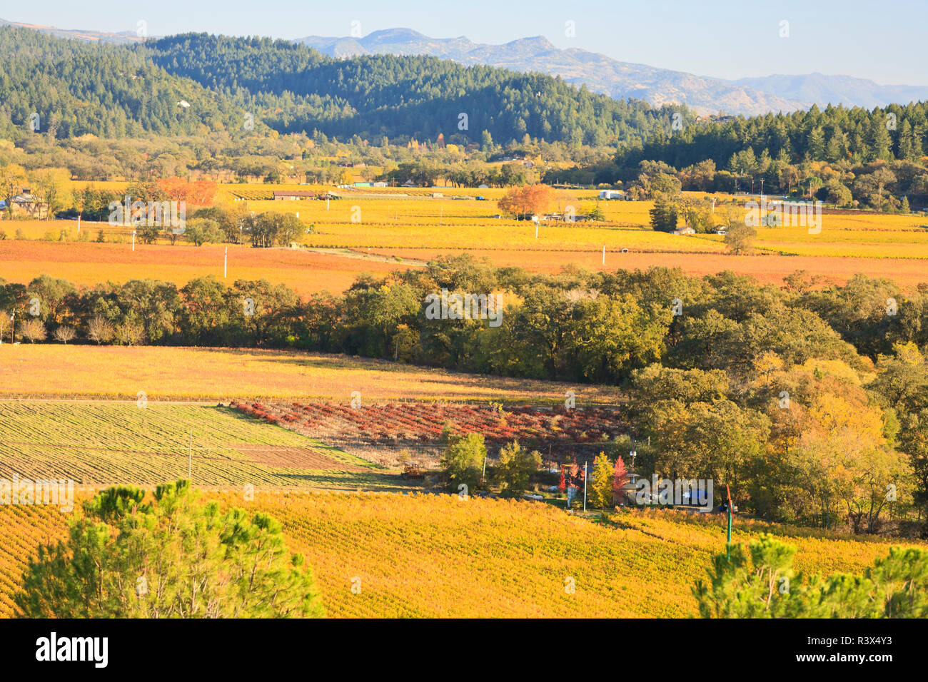 Diamond Mountain Ranch Vineyard, Fall Grapes, Napa, Central California