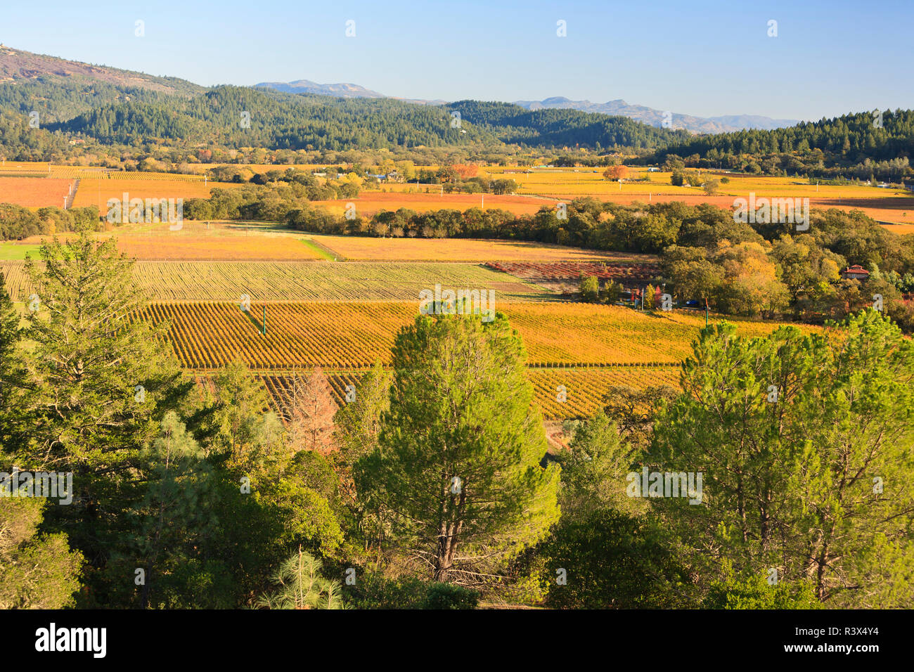 Diamond Mountain Ranch Vineyard, Fall Grapes, Napa, Central California