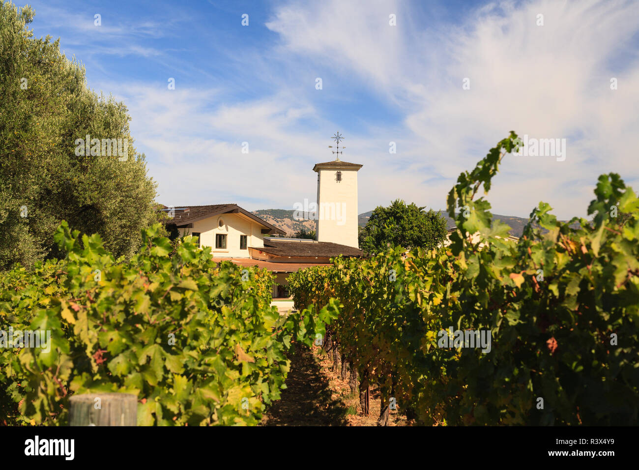 Robert Mondavi Winery, Oakville, Fall Grapes, Napa, Central California, USA Stock Photo
