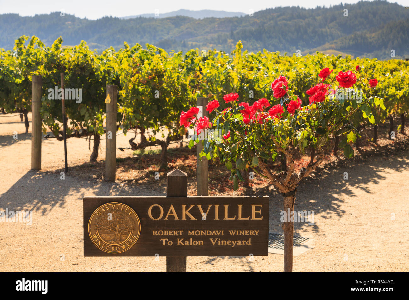 Robert Mondavi Winery, Oakville, Fall Grapes, Napa, Central California, USA Stock Photo