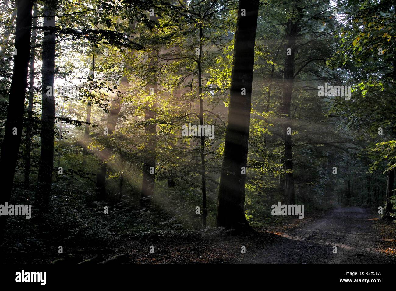 Fabulous light sun rays hi-res stock photography and images - Alamy