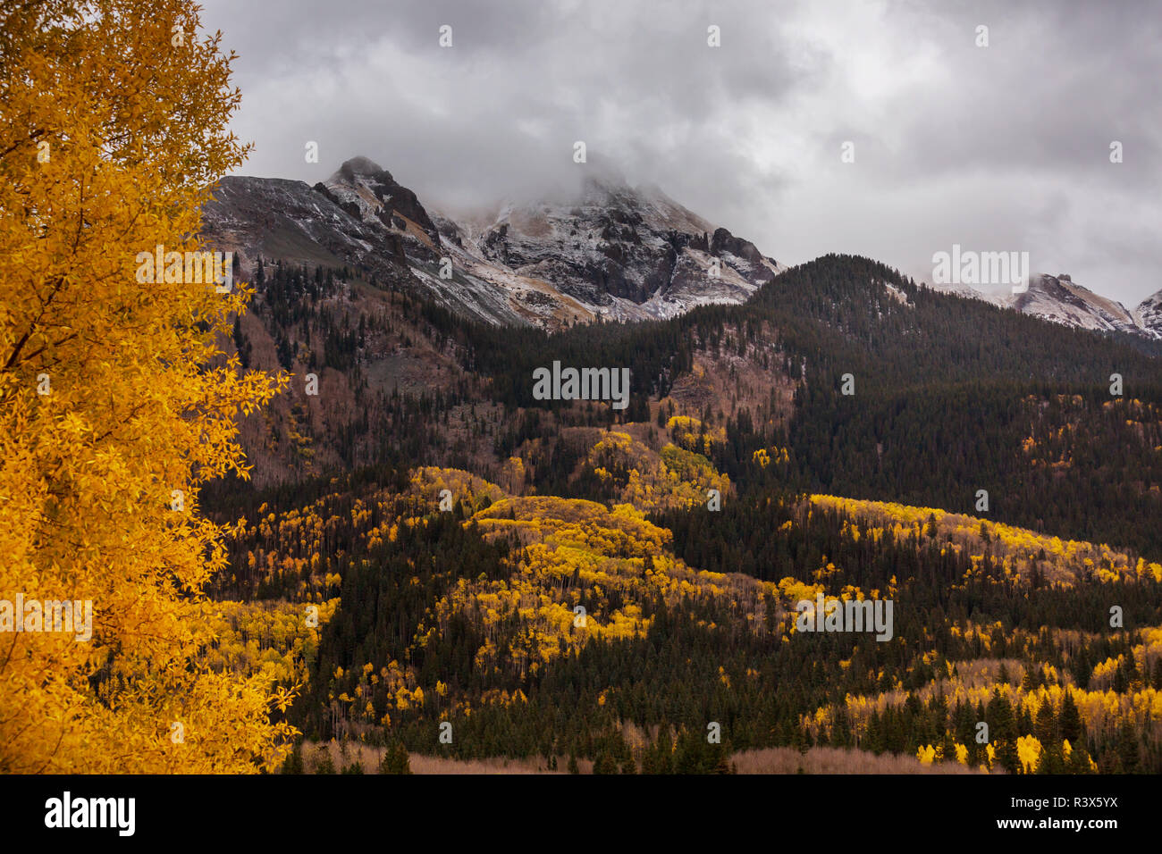 colorful-yellow-autumn-in-colorado-united-states-fall-season-stock