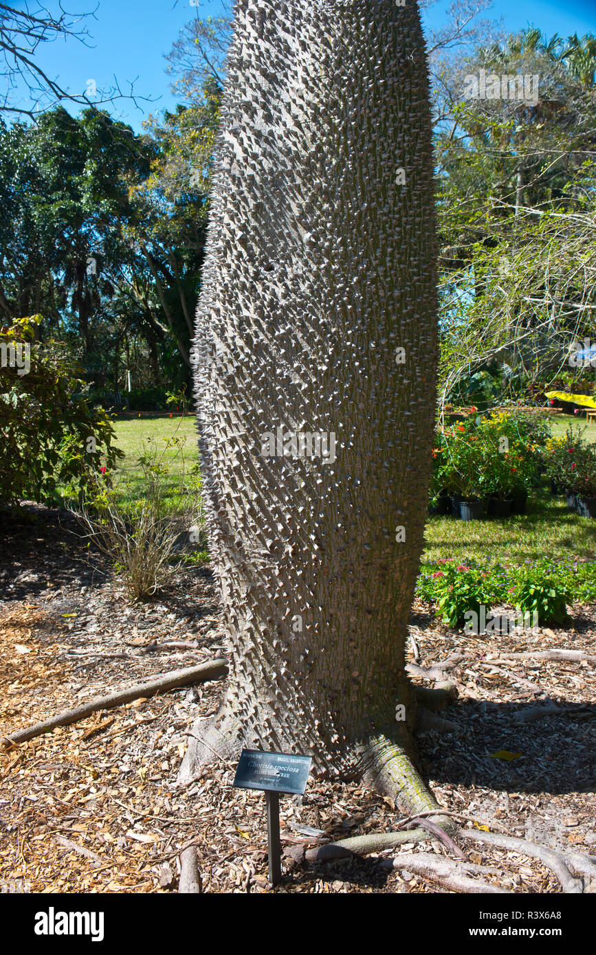 Usa Florida Sarasota Selby Gardens Floss Silk Tree Stock Photo Alamy