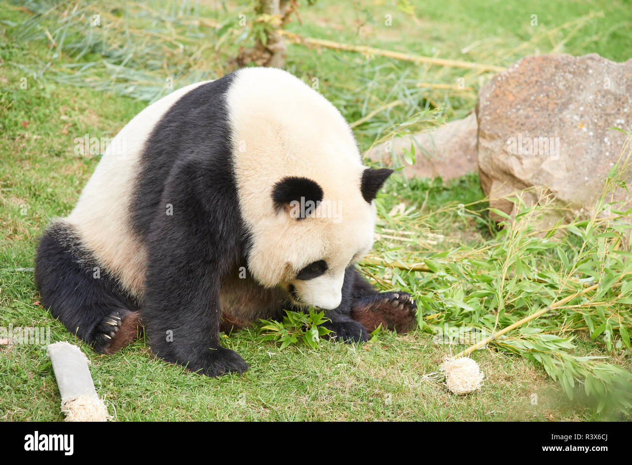 Giant panda at Beauval Stock Photo