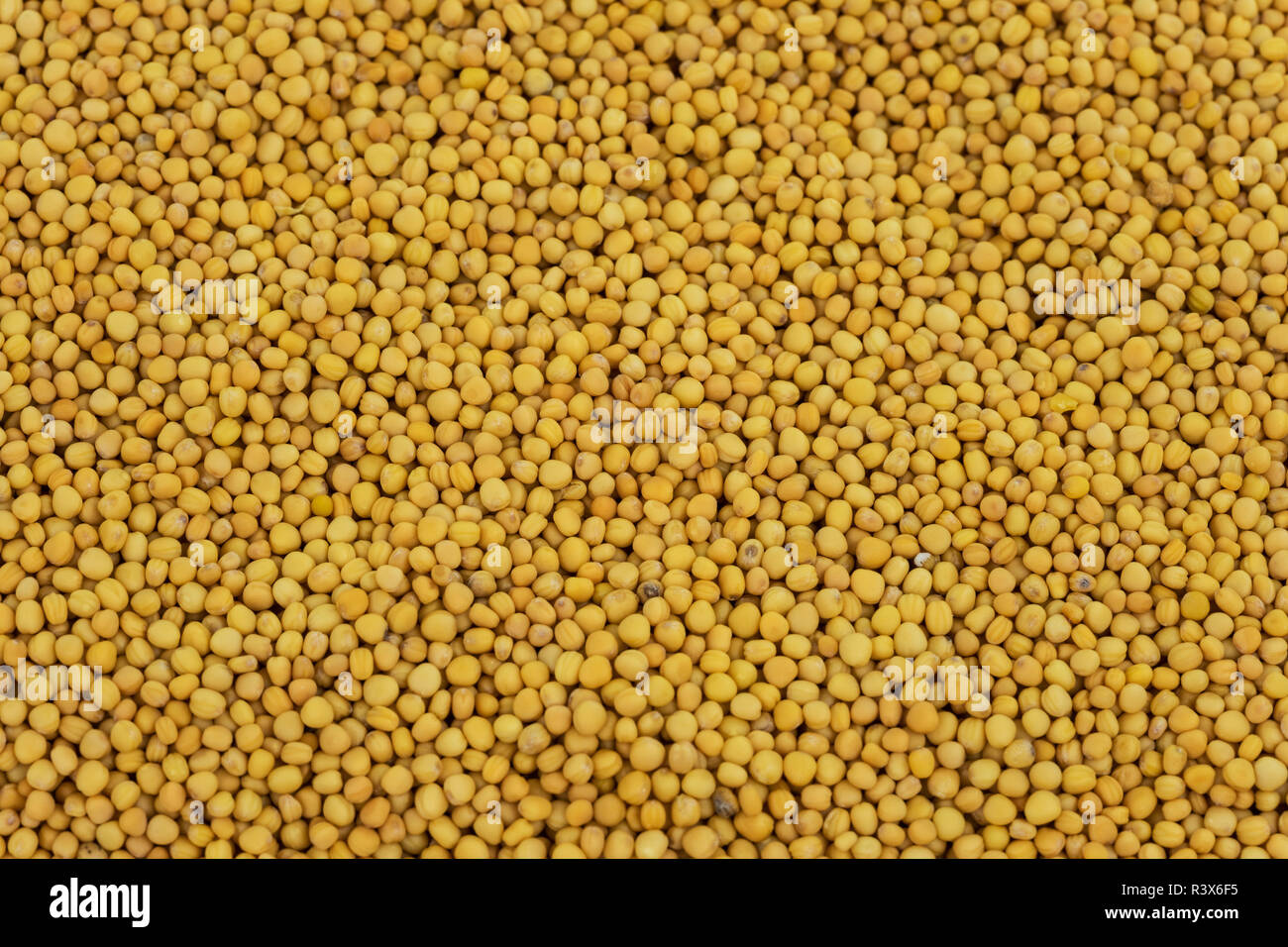 mustard seeds yellow Stock Photo Alamy