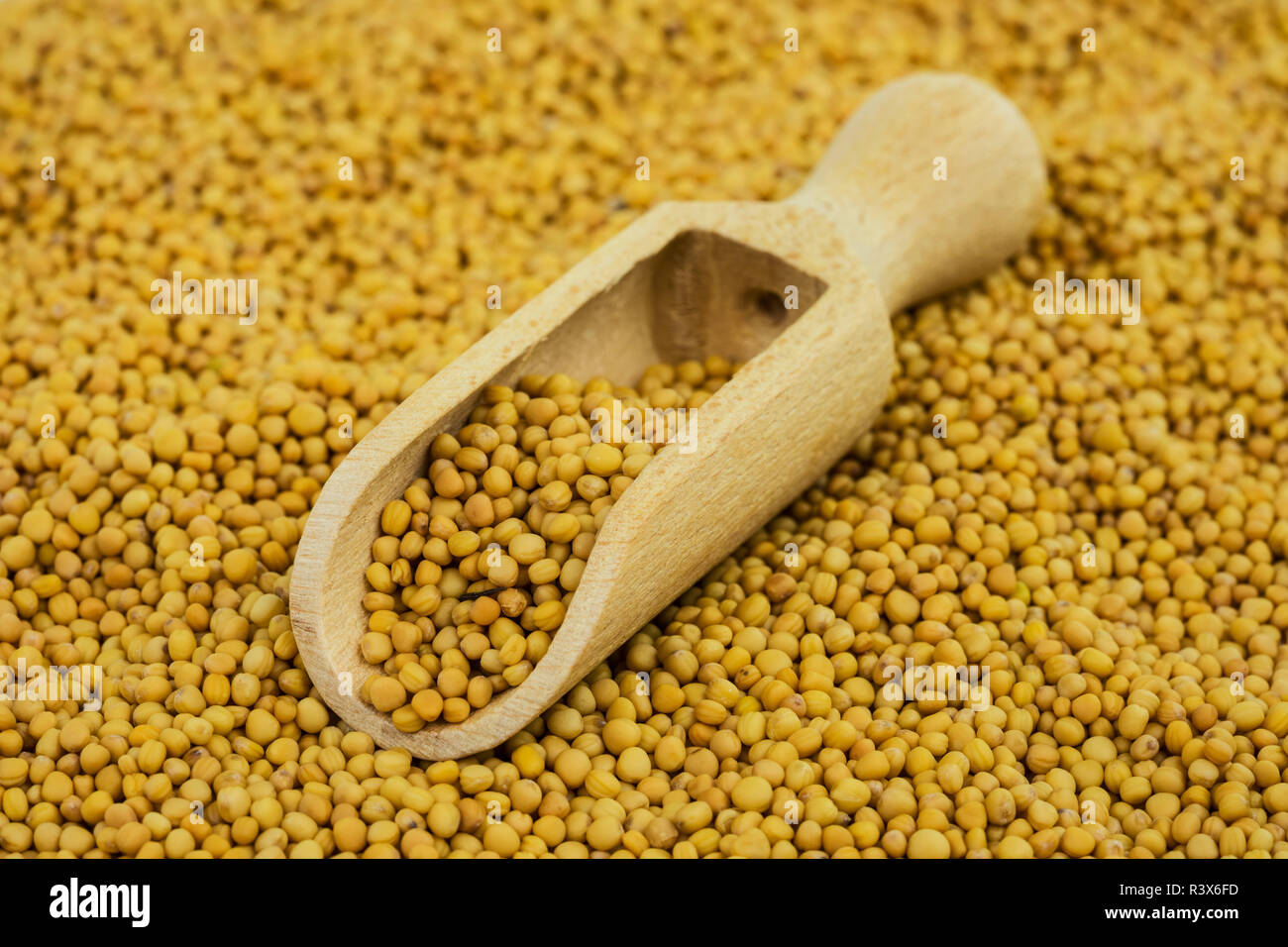 mustard seeds yellow Stock Photo Alamy