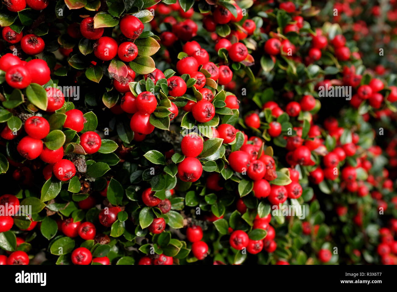Bright red cotoneaster berries Stock Photo