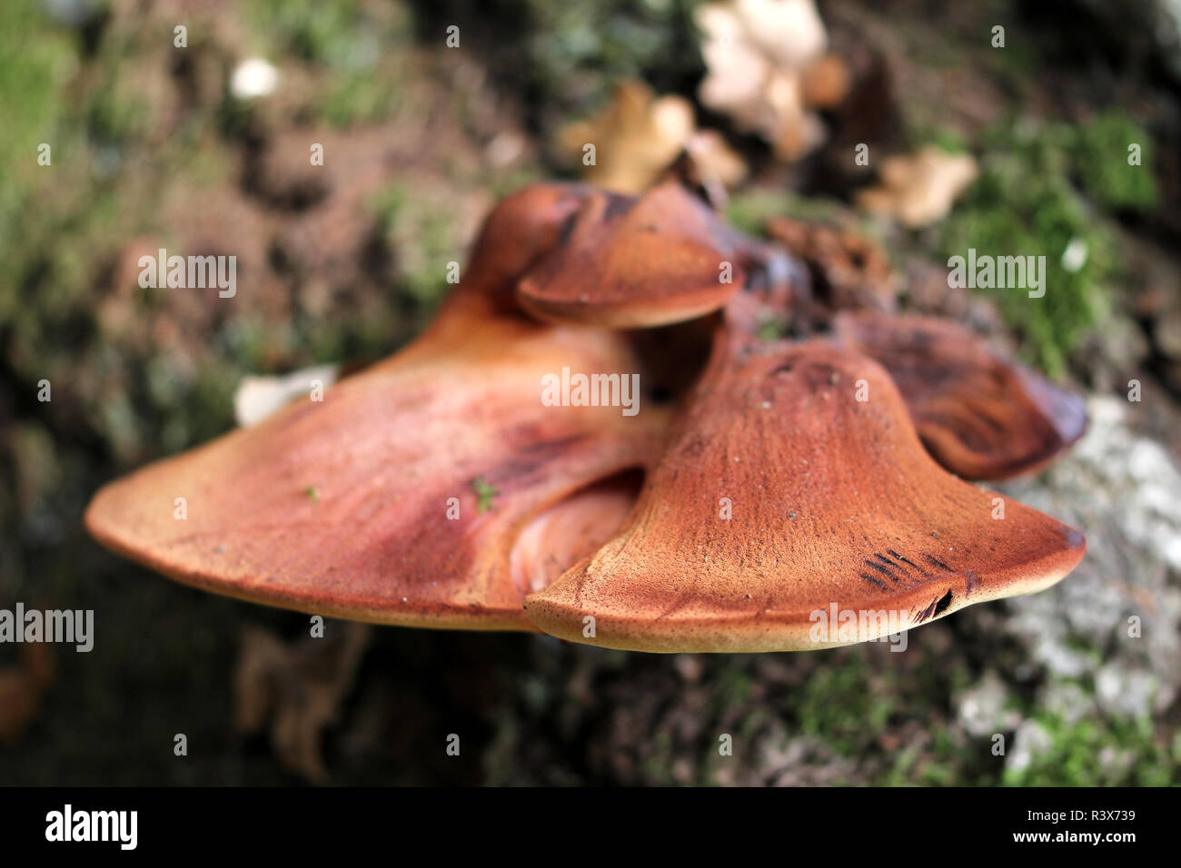 old oak at borlinghausen willebadessen Stock Photo