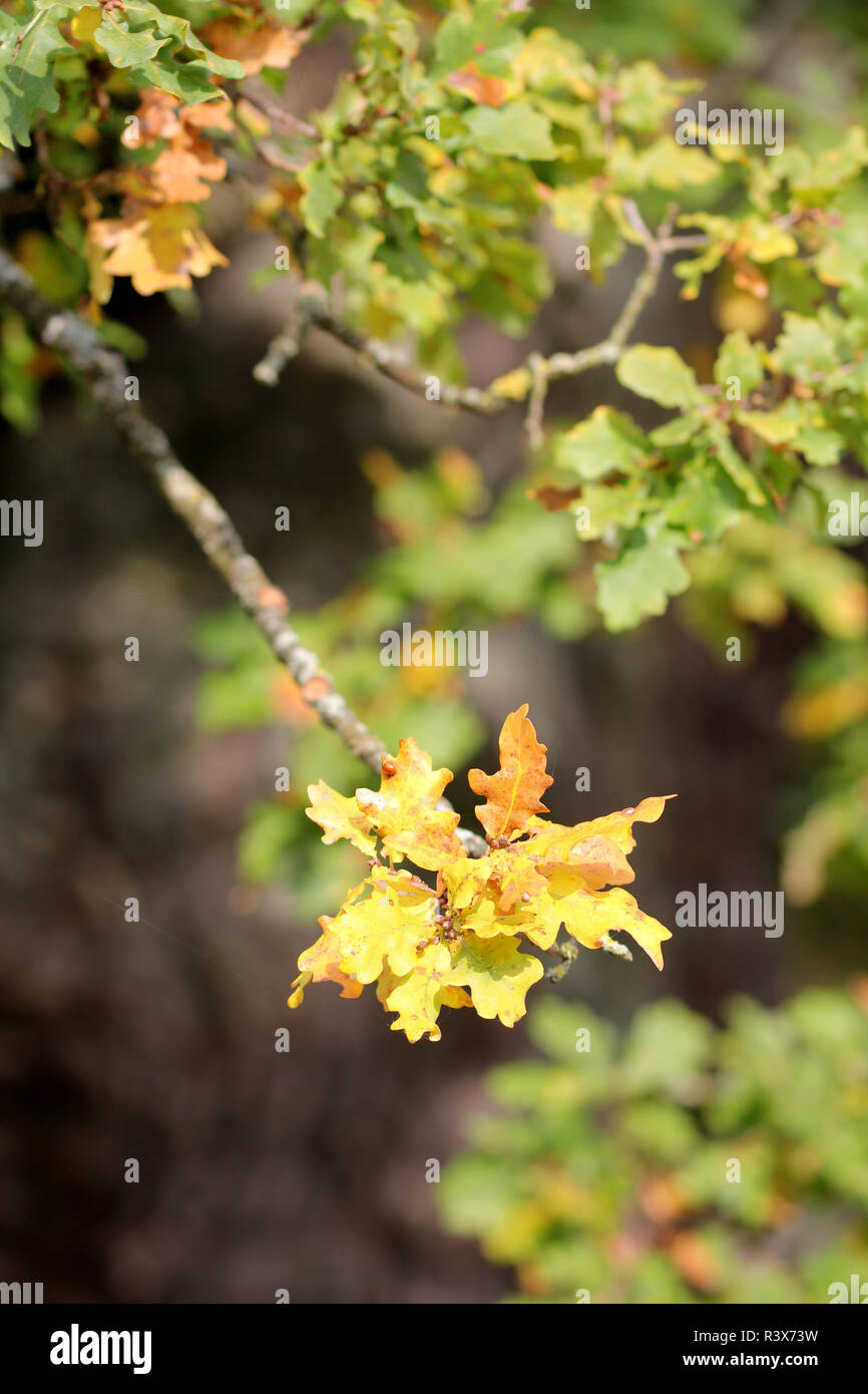 old oak in borlinghausen willebadessen Stock Photo