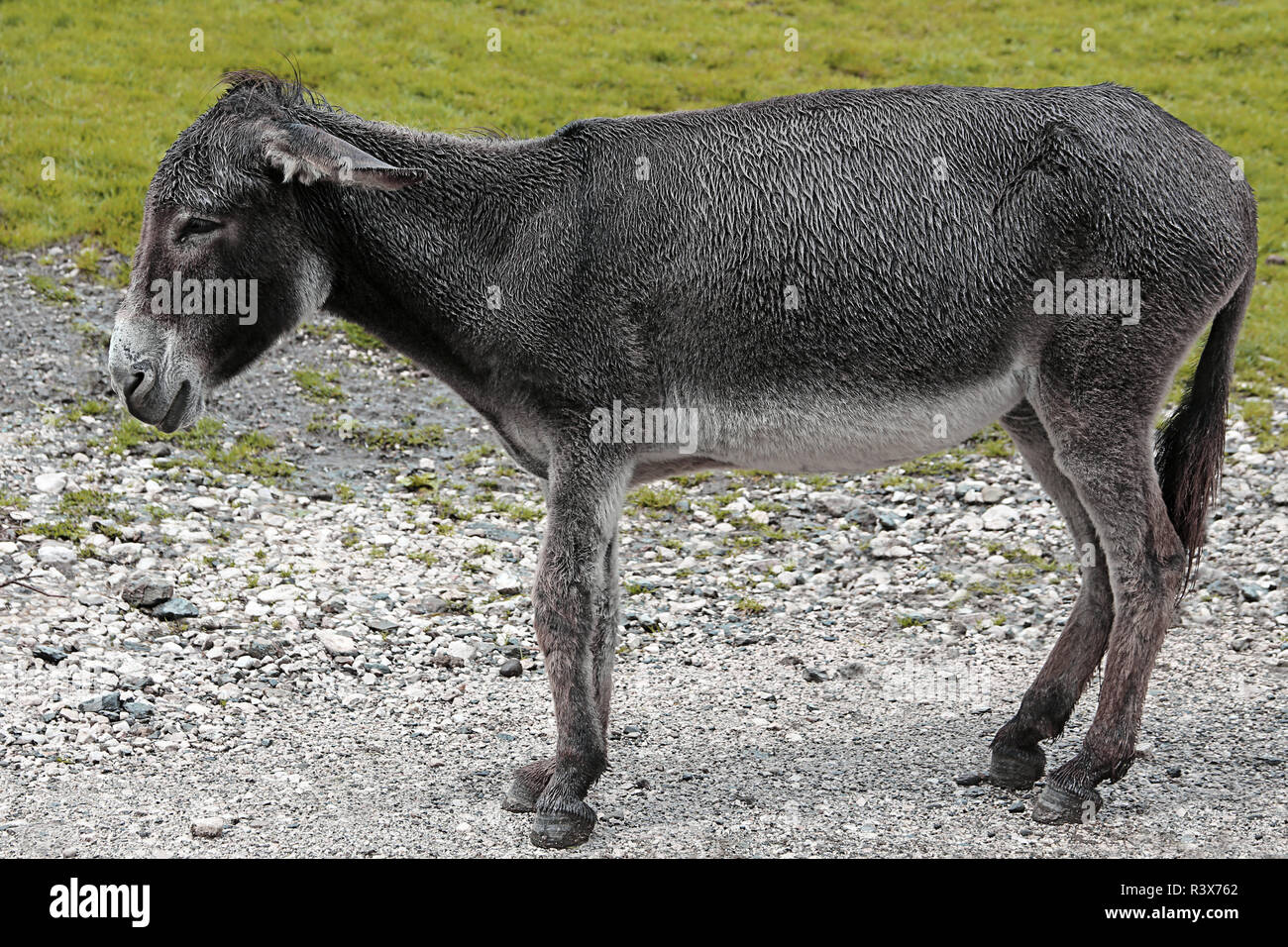 wet donkey on a stony mountain path Stock Photo Alamy