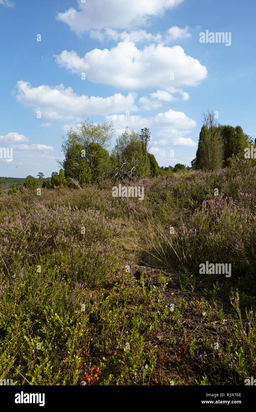 Luneburg Heath Heathland With Blue Sky And White Clouds Stock Photo Alamy
