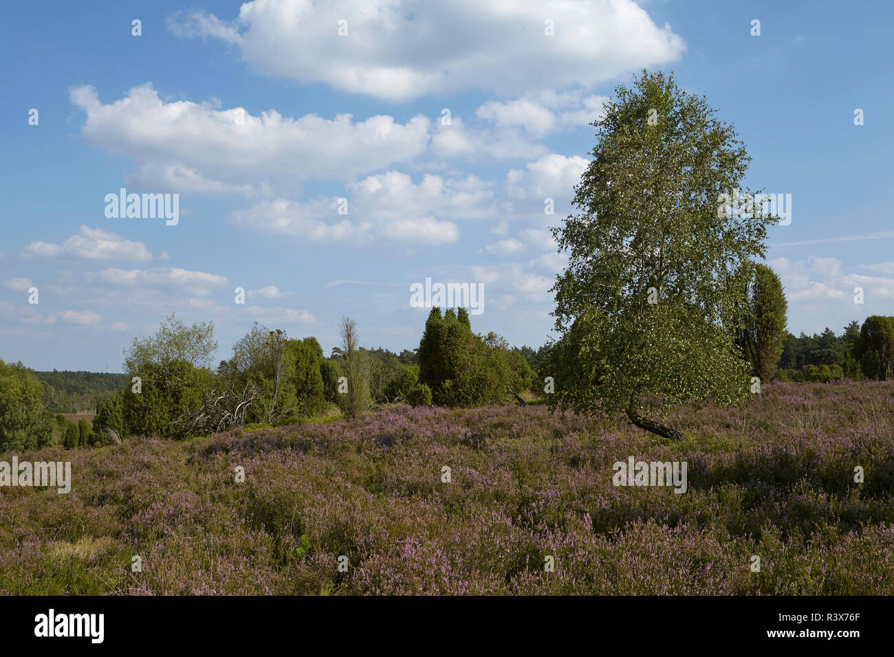 Luneburg Heath Heathland With Blue Sky And White Clouds Stock Photo Alamy