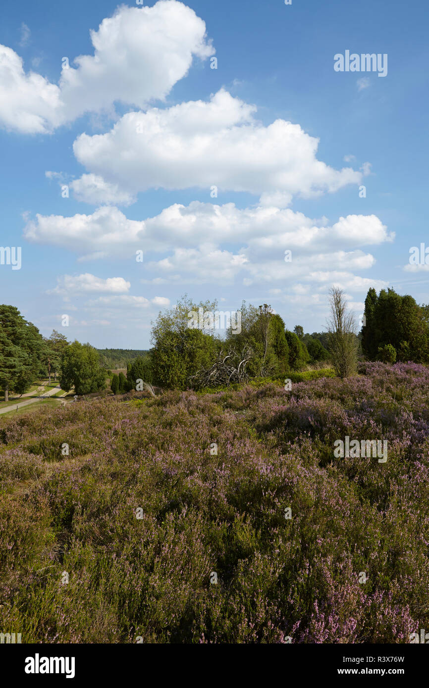 Luneburg Heath Heathland With Blue Sky And White Clouds Stock Photo Alamy