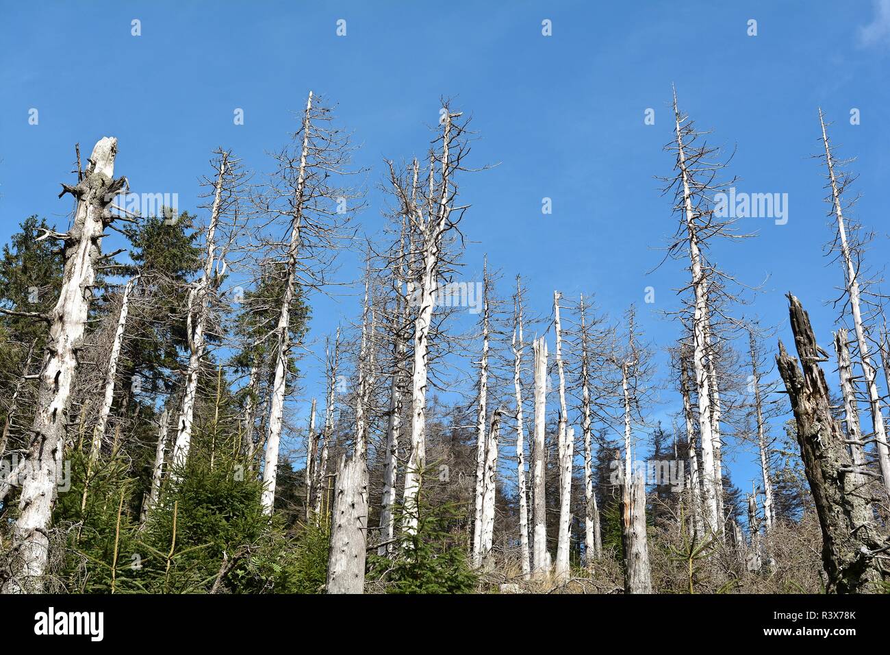the bark beetle damaged trees in the harz national park Stock Photo - Alamy