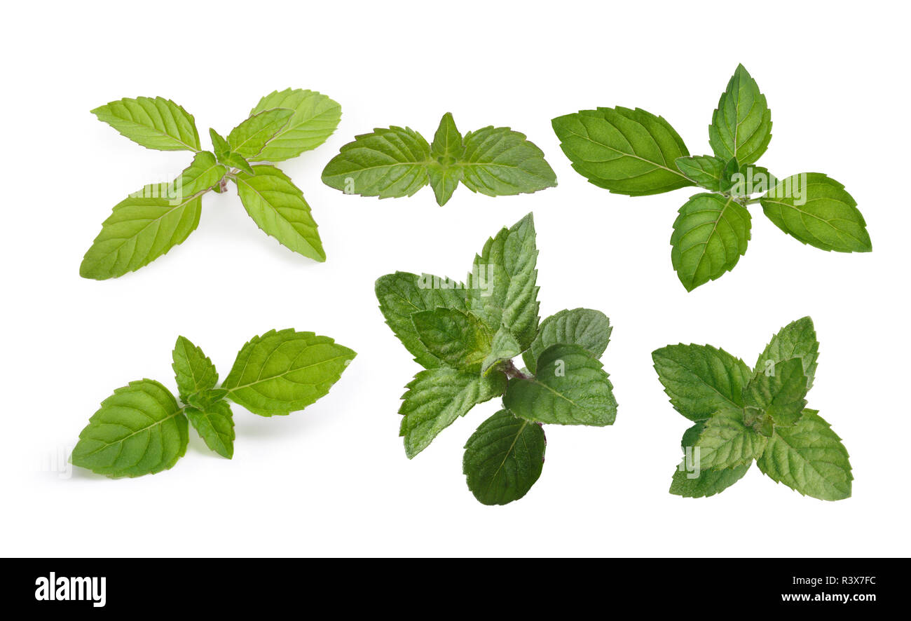 Mint leaves collection Stock Photo