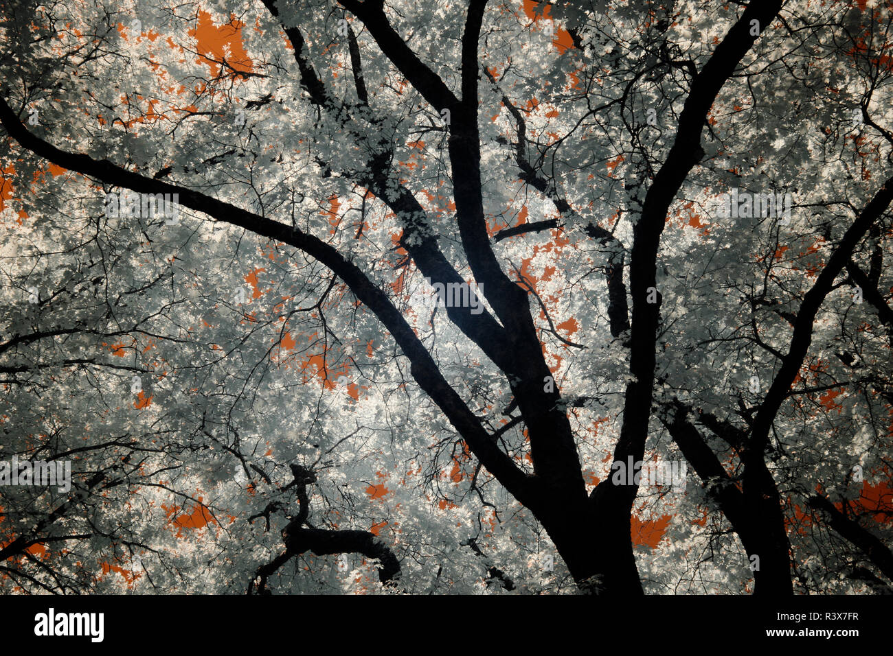 Black oak tree hi-res stock photography and images - Alamy