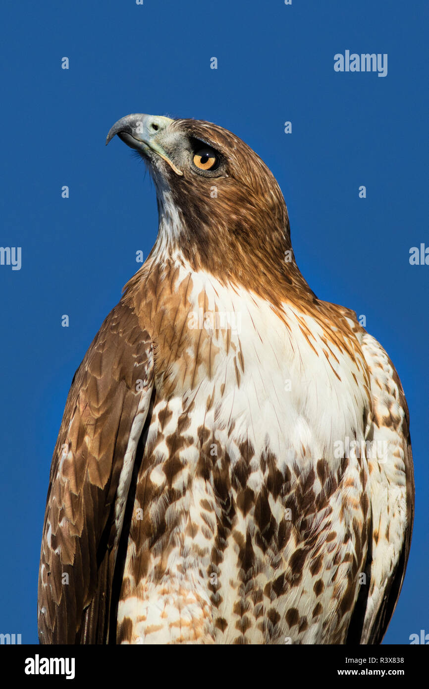 USA, California. Red-shouldered hawk portrait. Credit as: Christopher Talbot Frank / Jaynes Gallery / DanitaDelimont.com Stock Photo
