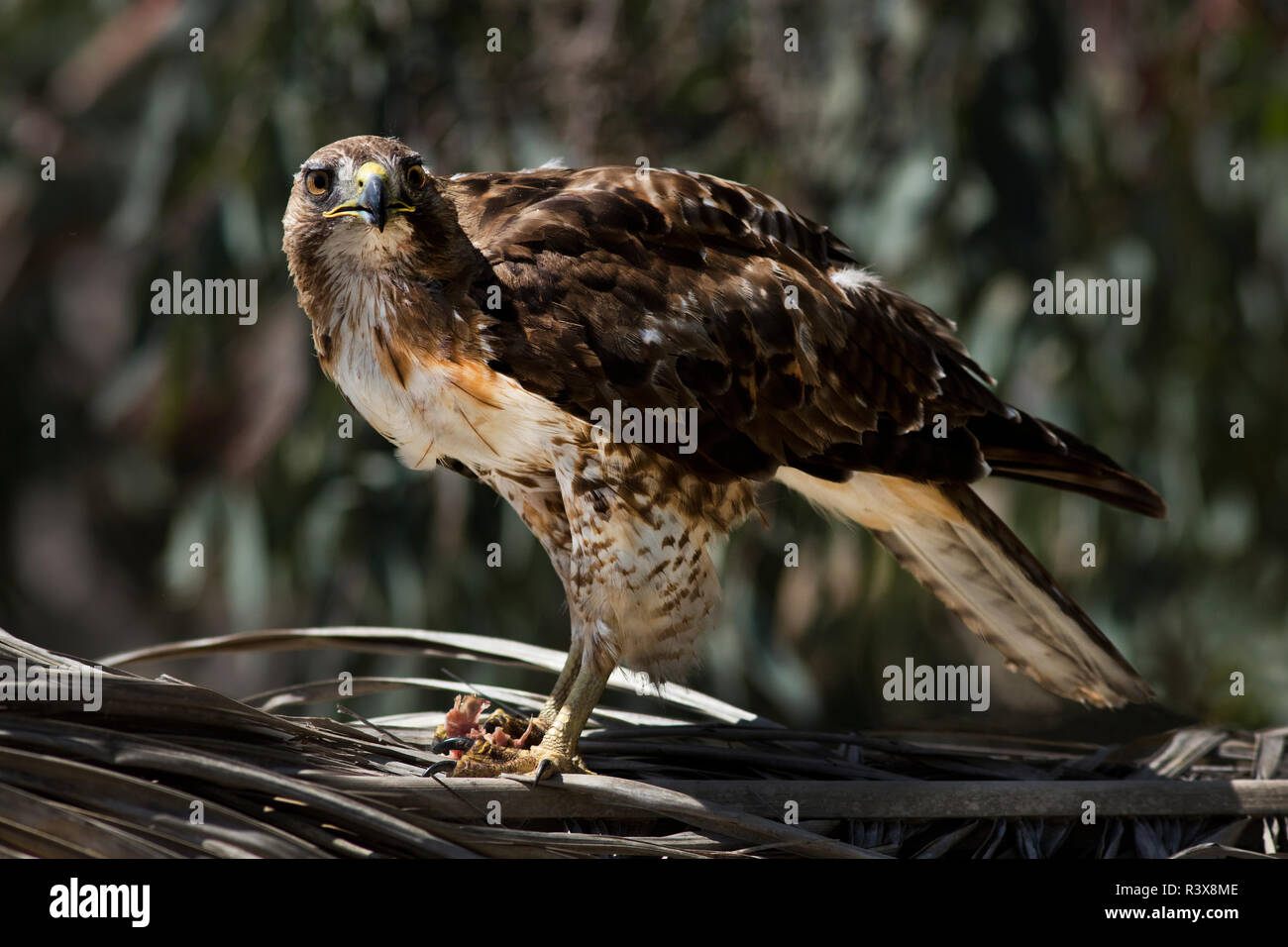 USA, California. Red-tailed hawk with prey. Credit as: Christopher Talbot Frank / Jaynes Gallery / DanitaDelimont. com Stock Photo