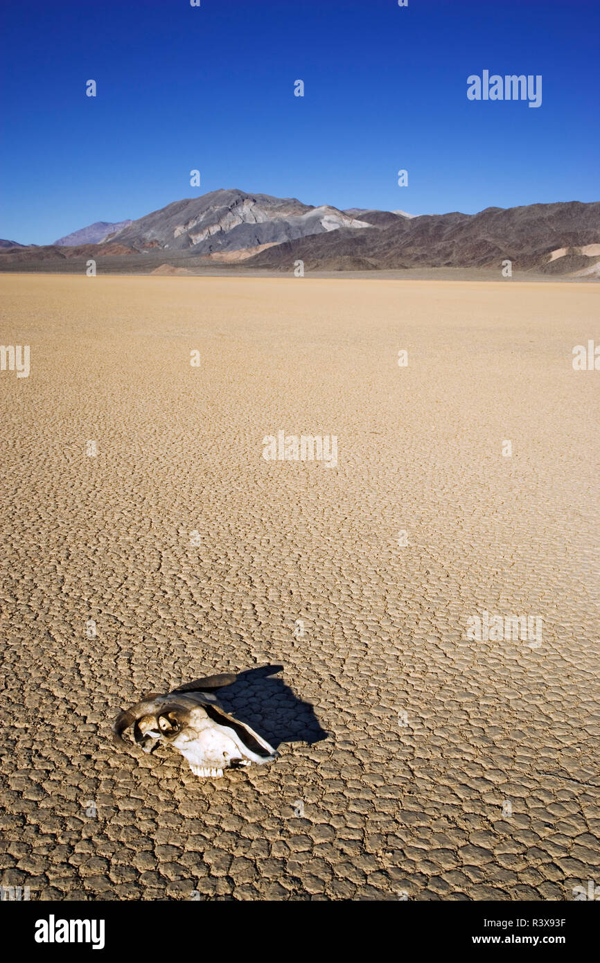 California usa death valley national park skull hi-res stock ...