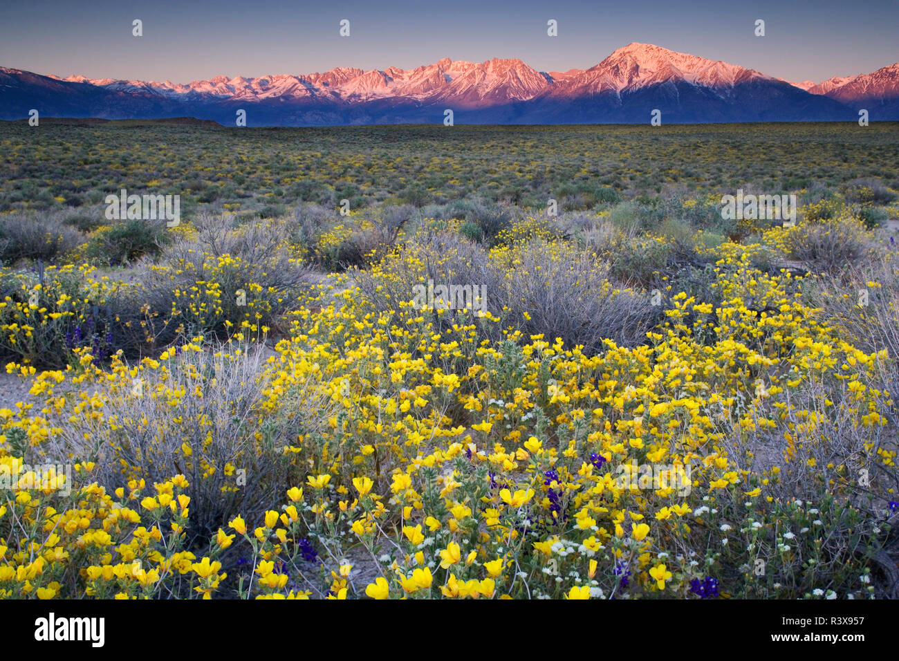 USA, California, Bishop. Venus blazing star flowers covering valley. Stock Photo