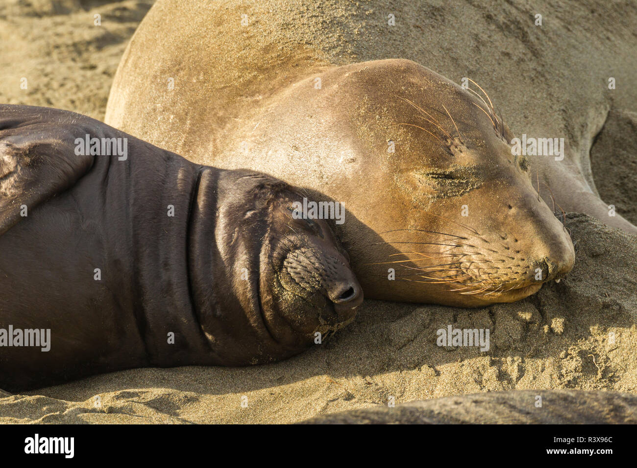 USA, California, Piedras Blancas. Northern elephant seal mother and pup. Stock Photo