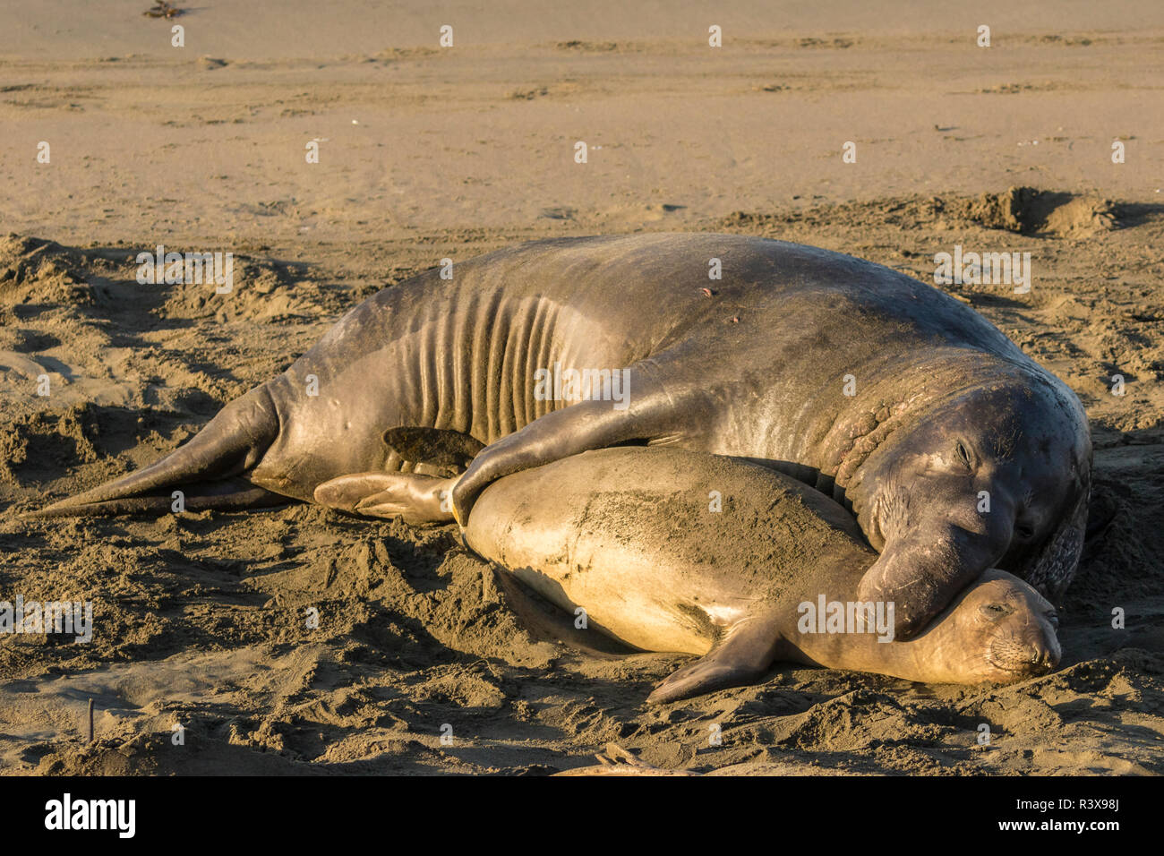 USA, California, Piedras Blancas. Northern elephant seal mother and pup. Stock Photo