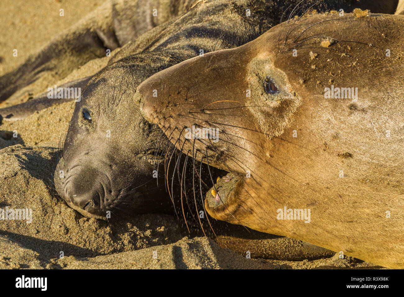 USA, California, Piedras Blancas. Northern elephant seal mother and pup. Stock Photo