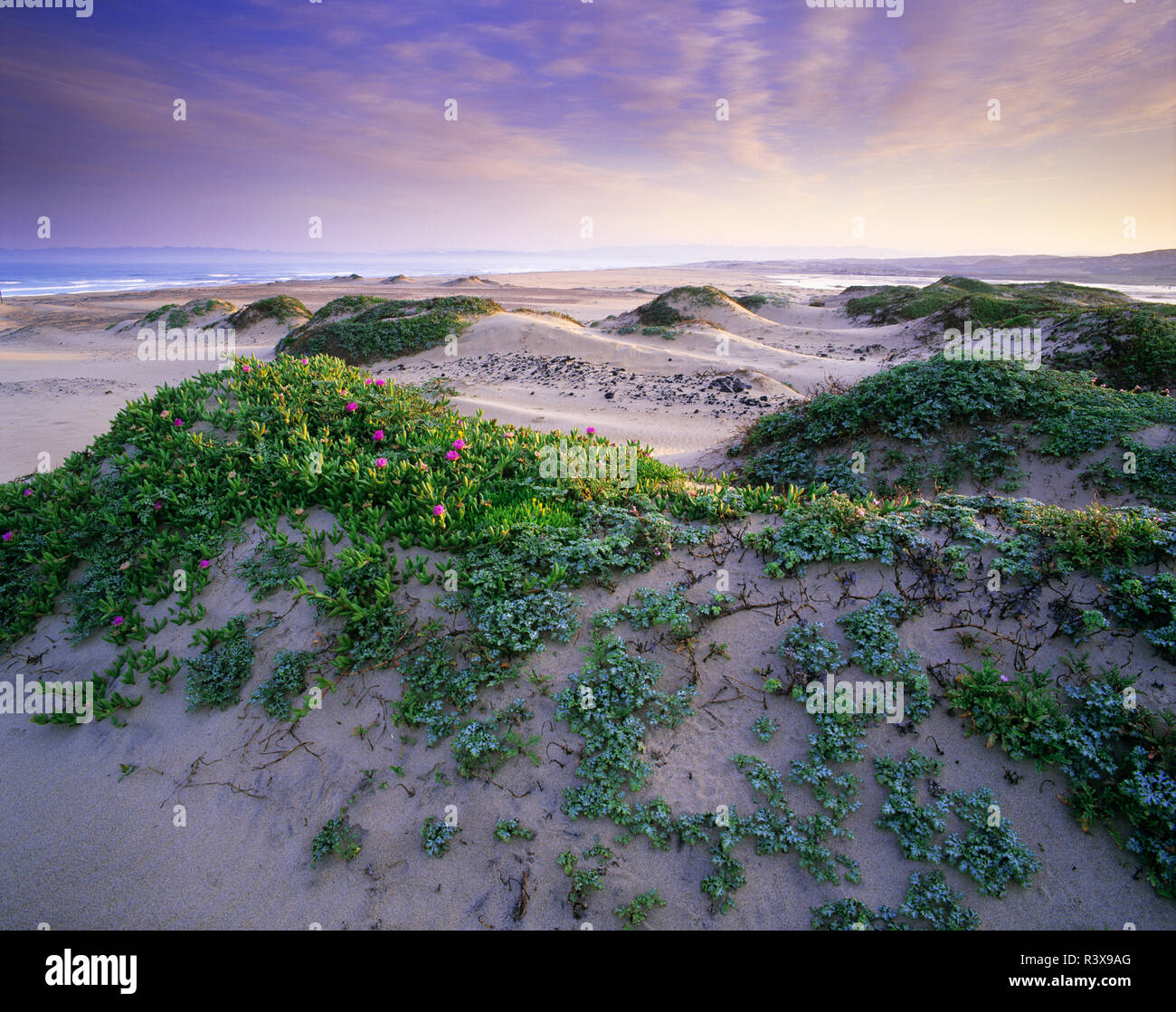 Guadalupe nipomo dunes preserve hi-res stock photography and images - Alamy