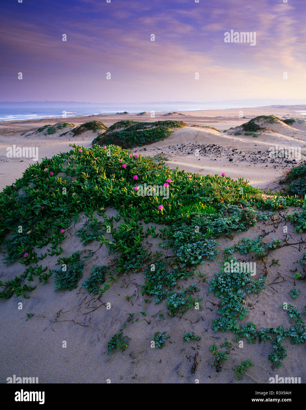 USA, California, GuadalupeNipomo Dunes Preserve. Blooming ice plant
