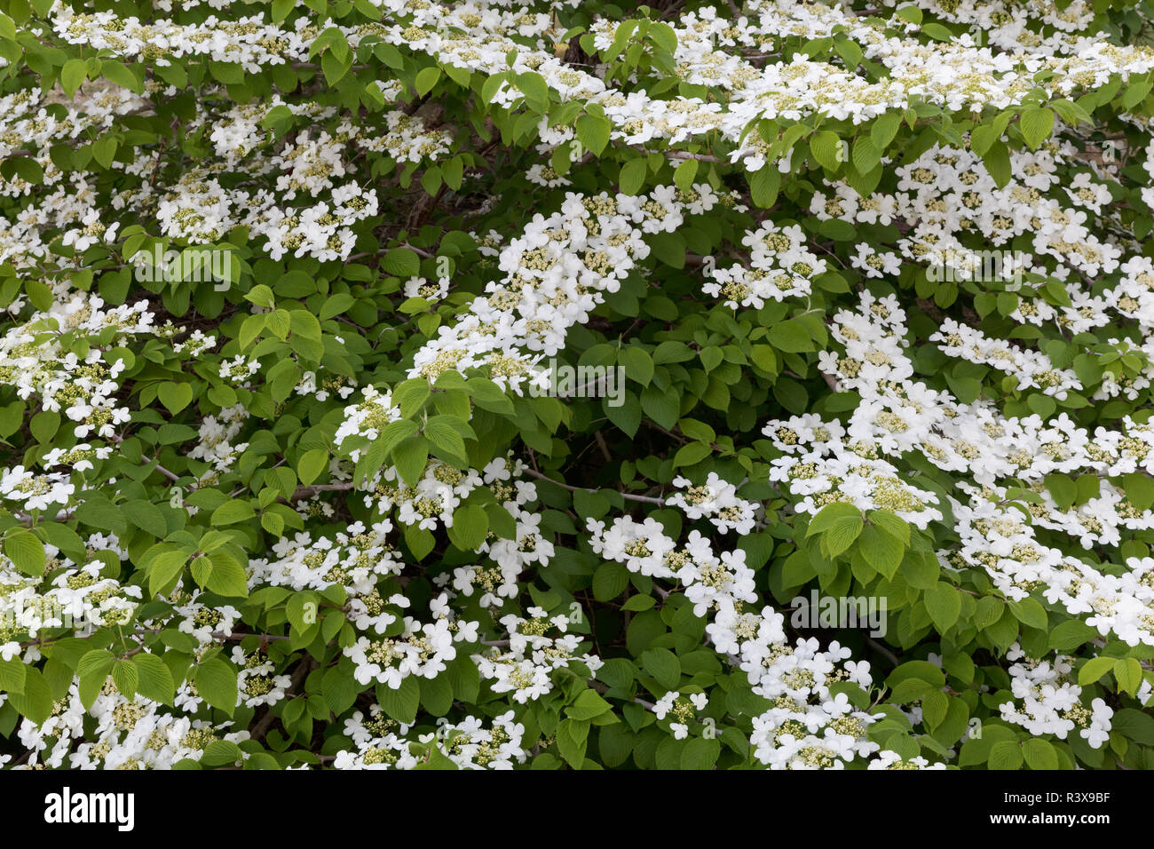 Dogwood tree in bloom hires stock photography and images Alamy
