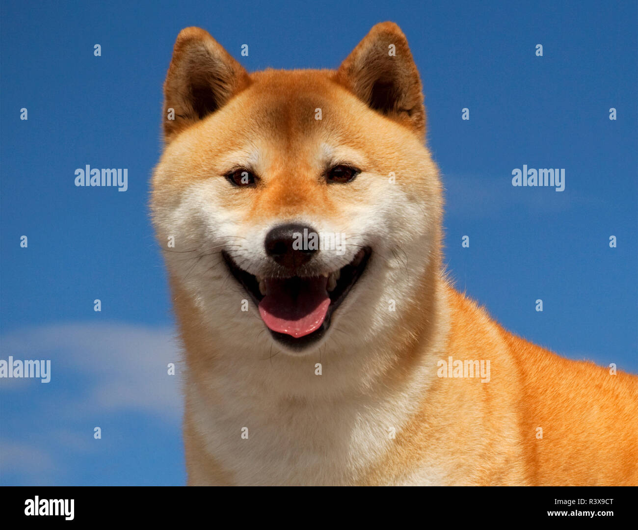 Shiba inu best sale pedigree