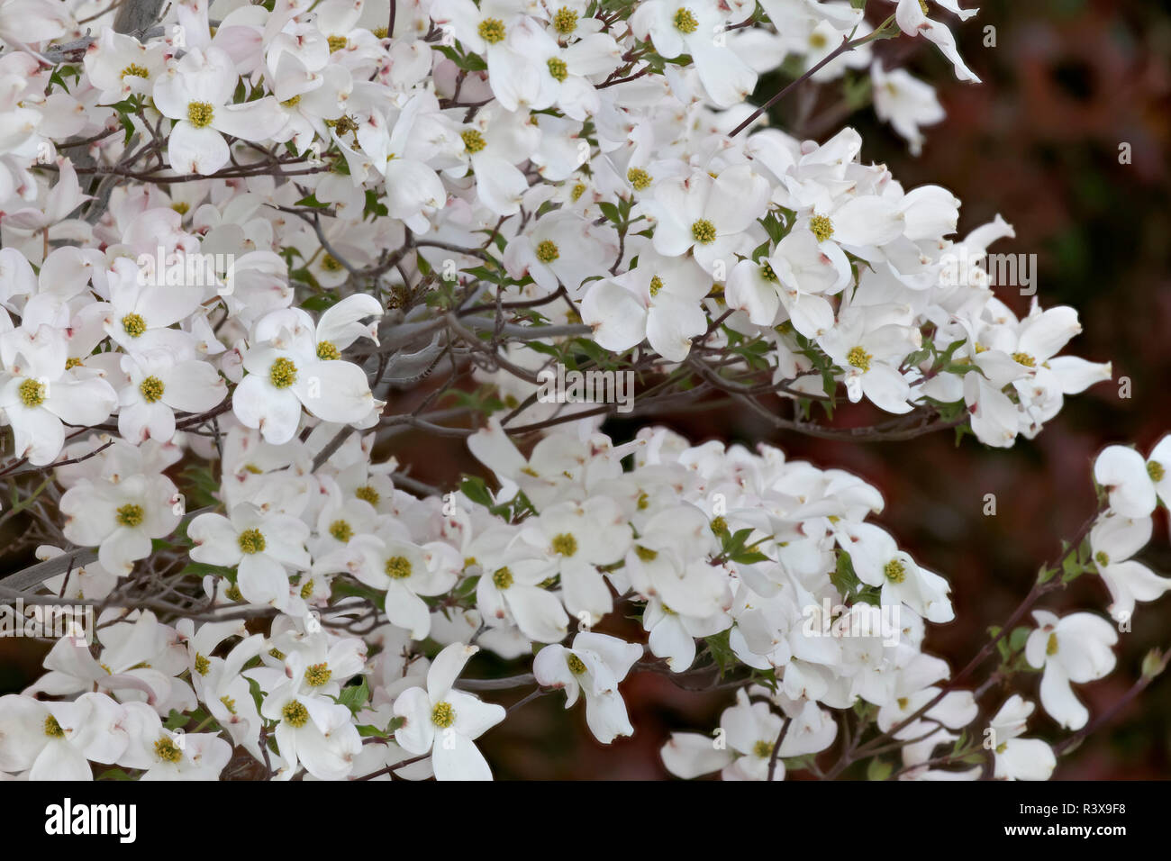 Dogwood tree in bloom hires stock photography and images Alamy