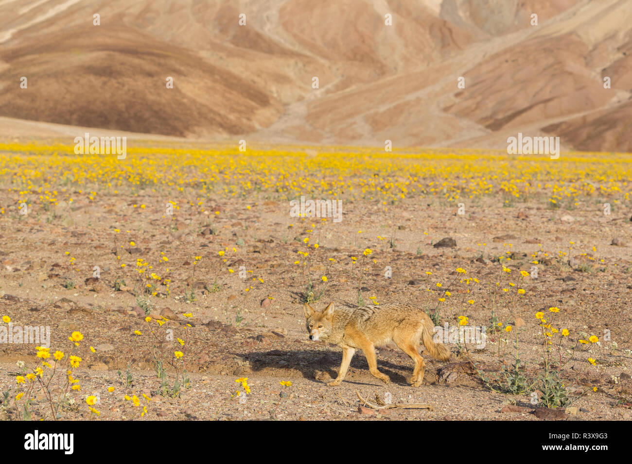 California. A coyote, Canis Latrans, walks through blooming desert marigolds in Death Valley during Spring's super bloom of 2016. Stock Photo