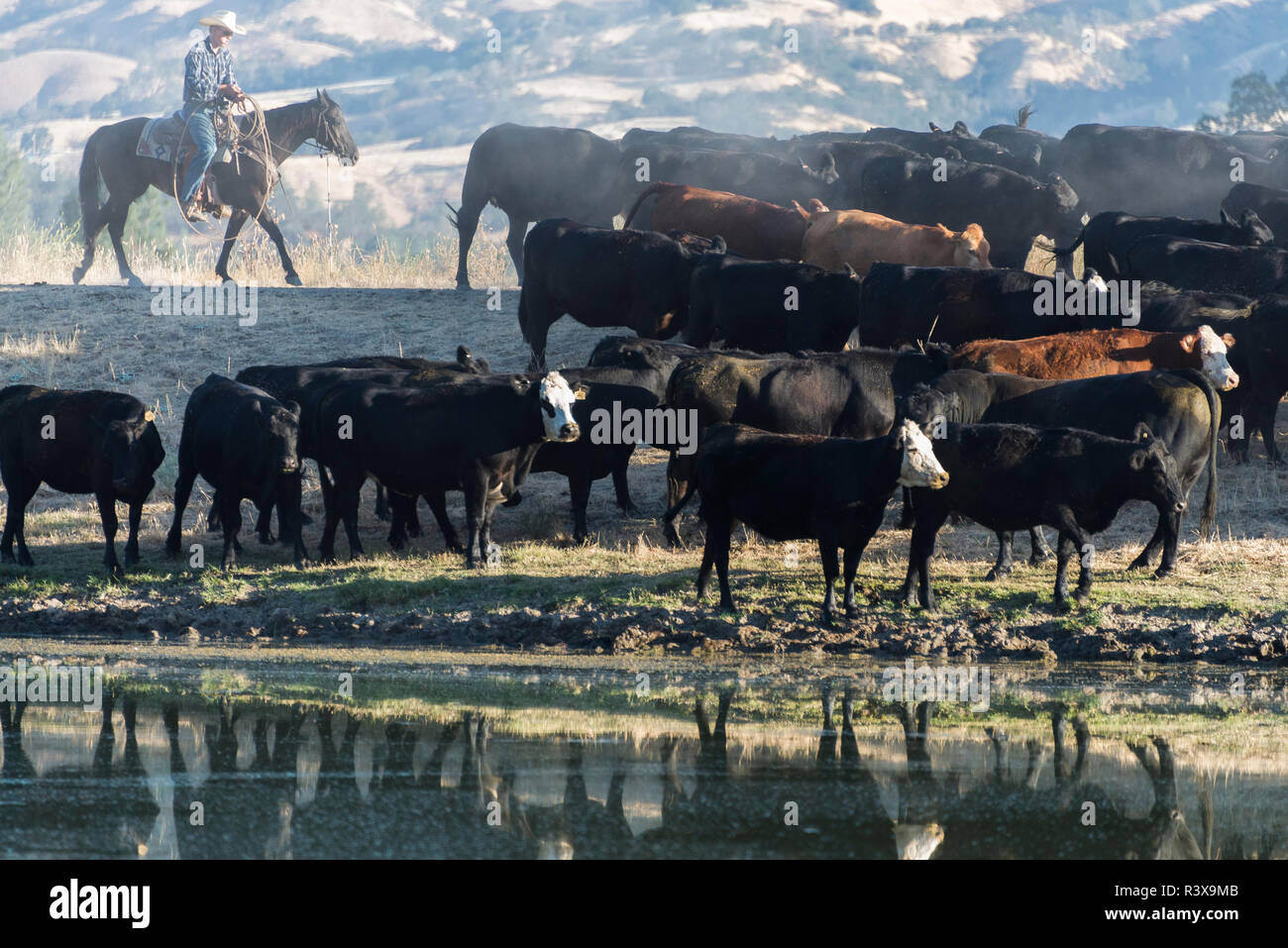 USA, California, Parkfield, V6 Ranch young cowboy with black and brown ...