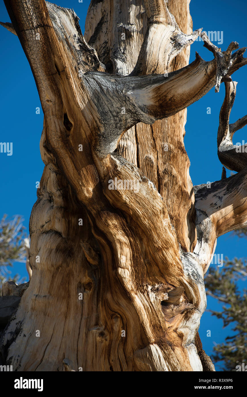 Bristlecone Pine, Ancient Bristlecone Pine Forest. Big Pine, California, USA Stock Photo