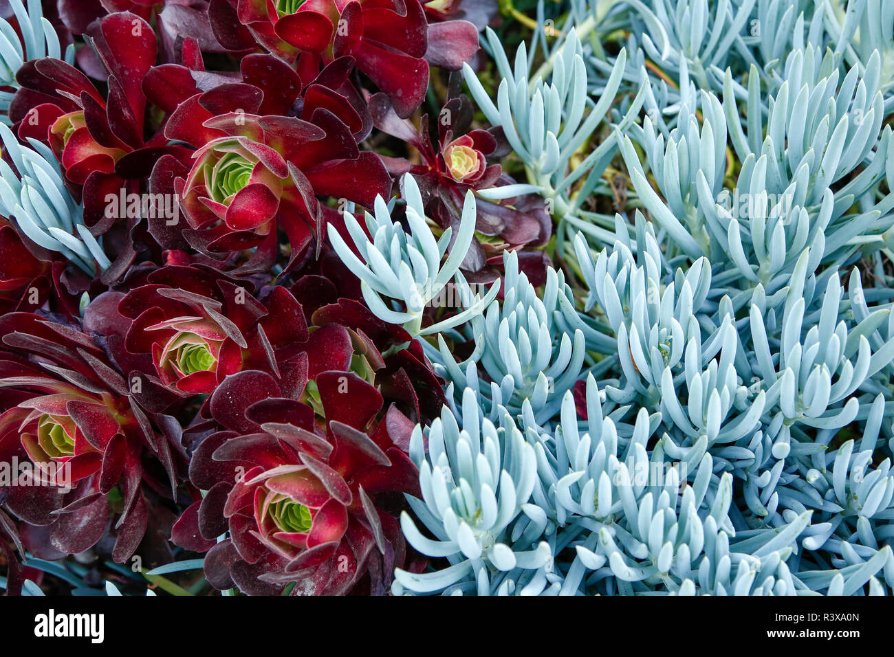 Purple Crest Aeonium and Senecio Blue succulents in Los Angeles, California, USA Stock Photo